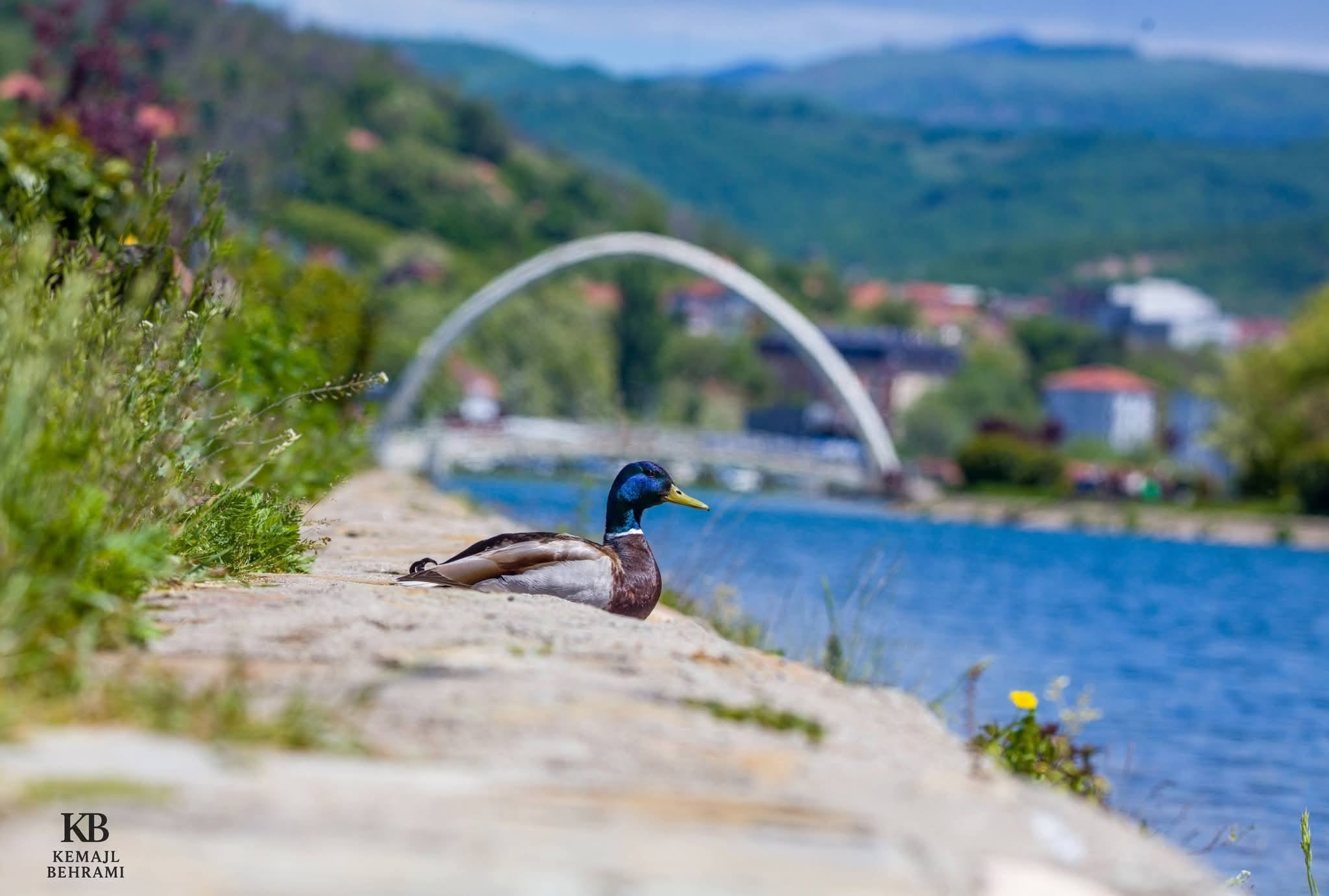 A duck beside Liqeni Akumulues, with the arched footbridge and green hills in the background